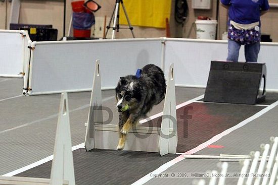 Dawg Derby Flyball Tournement<br />July 11, 2009<br />Classic Center<br />Athens, Ga