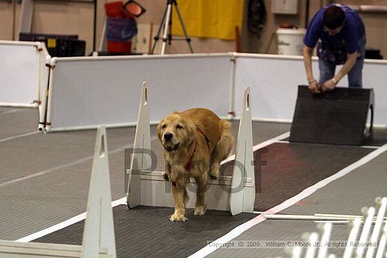 Dawg Derby Flyball Tournement<br />July 11, 2009<br />Classic Center<br />Athens, Ga