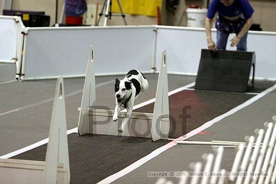 Dawg Derby Flyball Tournement<br />July 11, 2009<br />Classic Center<br />Athens, Ga