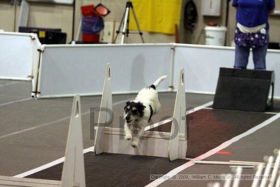 Dawg Derby Flyball Tournement<br />July 11, 2009<br />Classic Center<br />Athens, Ga