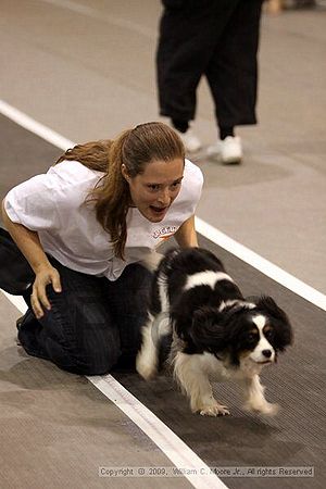 Dawg Derby Flyball Tournement<br />July 11, 2009<br />Classic Center<br />Athens, Ga