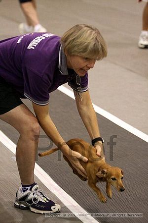 Dawg Derby Flyball Tournement<br />July 11, 2009<br />Classic Center<br />Athens, Ga