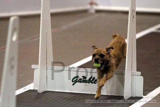 Dawg Derby Flyball Tournement<br />July 11, 2009<br />Classic Center<br />Athens, Ga