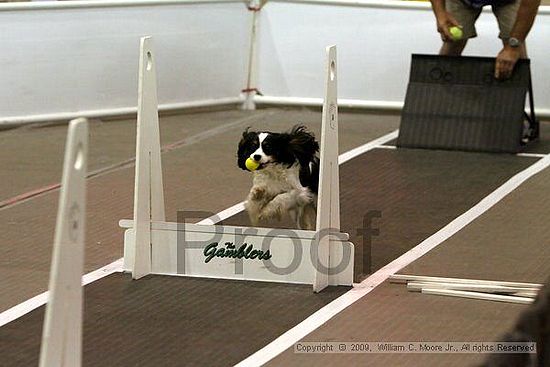 Dawg Derby Flyball Tournement<br />July 11, 2009<br />Classic Center<br />Athens, Ga