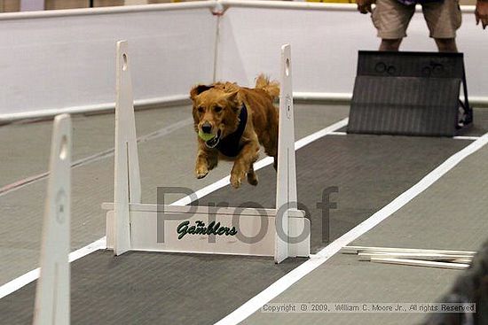 Dawg Derby Flyball Tournement<br />July 11, 2009<br />Classic Center<br />Athens, Ga