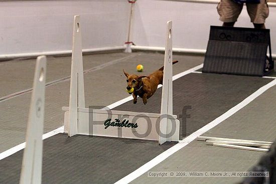 Dawg Derby Flyball Tournement<br />July 11, 2009<br />Classic Center<br />Athens, Ga