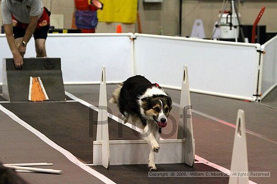 Dawg Derby Flyball Tournement<br />July 11, 2009<br />Classic Center<br />Athens, Ga