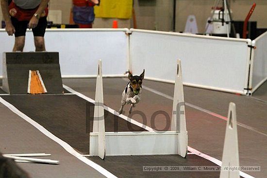 Dawg Derby Flyball Tournement<br />July 11, 2009<br />Classic Center<br />Athens, Ga