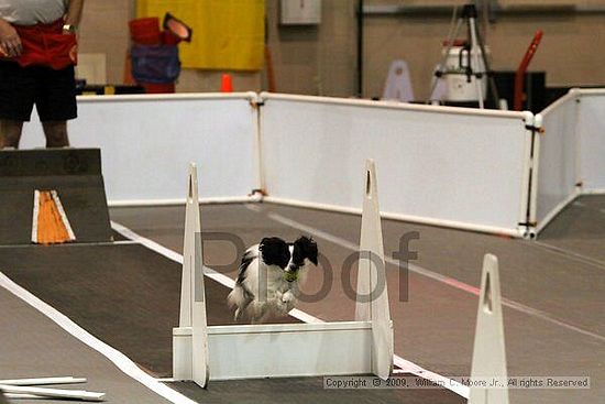 Dawg Derby Flyball Tournement<br />July 11, 2009<br />Classic Center<br />Athens, Ga