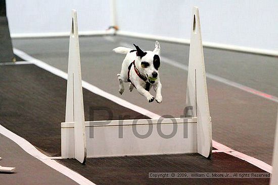 Dawg Derby Flyball Tournement<br />July 11, 2009<br />Classic Center<br />Athens, Ga