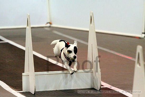 Dawg Derby Flyball Tournement<br />July 11, 2009<br />Classic Center<br />Athens, Ga