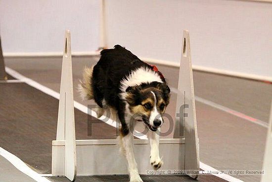 Dawg Derby Flyball Tournement<br />July 11, 2009<br />Classic Center<br />Athens, Ga