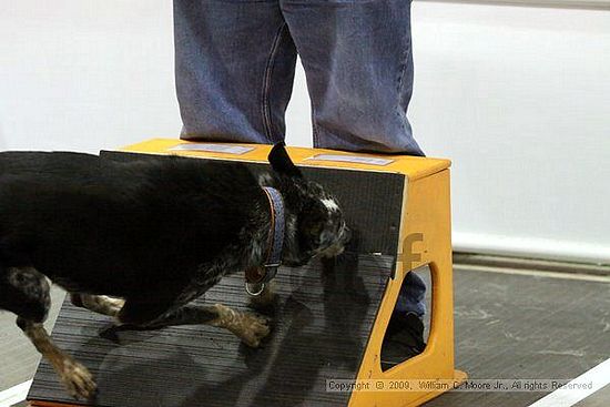 Dawg Derby Flyball Tournement<br />July 11, 2009<br />Classic Center<br />Athens, Ga