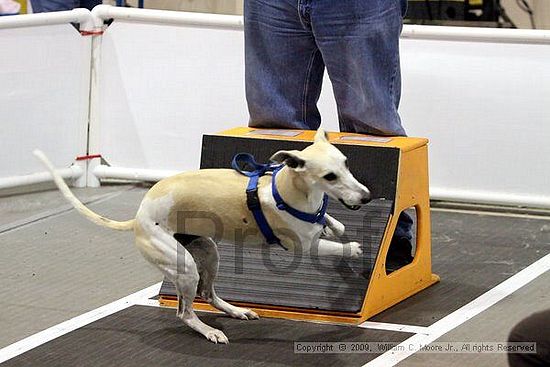 Dawg Derby Flyball Tournement<br />July 11, 2009<br />Classic Center<br />Athens, Ga