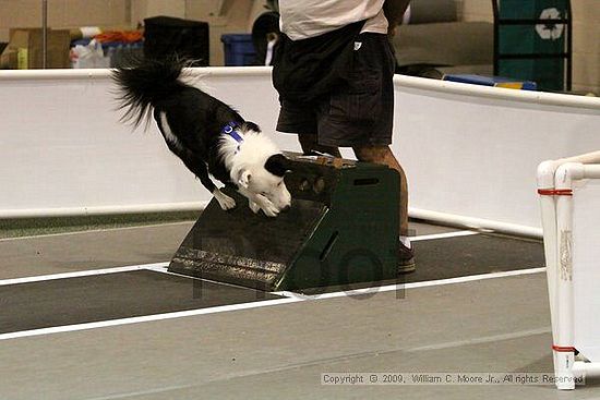 Dawg Derby Flyball Tournement<br />July 11, 2009<br />Classic Center<br />Athens, Ga