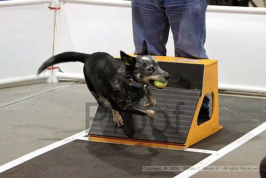 Dawg Derby Flyball Tournement<br />July 11, 2009<br />Classic Center<br />Athens, Ga