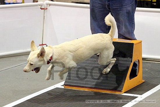 Dawg Derby Flyball Tournement<br />July 11, 2009<br />Classic Center<br />Athens, Ga