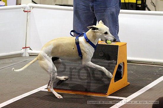 Dawg Derby Flyball Tournement<br />July 11, 2009<br />Classic Center<br />Athens, Ga