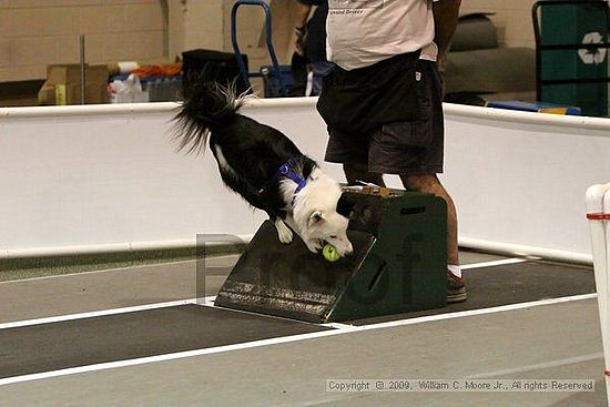 Dawg Derby Flyball Tournement<br />July 11, 2009<br />Classic Center<br />Athens, Ga