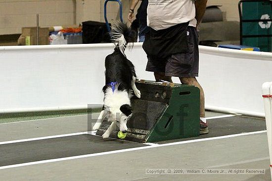 Dawg Derby Flyball Tournement<br />July 11, 2009<br />Classic Center<br />Athens, Ga