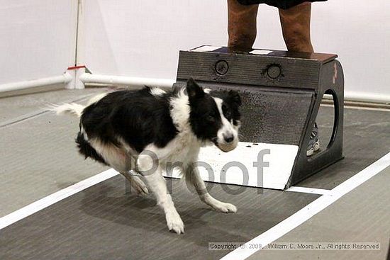 Dawg Derby Flyball Tournement<br />July 11, 2009<br />Classic Center<br />Athens, Ga