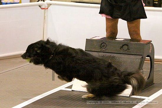 Dawg Derby Flyball Tournement<br />July 11, 2009<br />Classic Center<br />Athens, Ga