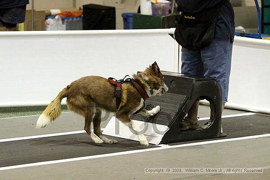 Dawg Derby Flyball Tournement<br />July 11, 2009<br />Classic Center<br />Athens, Ga