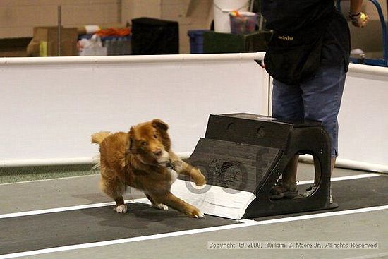 Dawg Derby Flyball Tournement<br />July 11, 2009<br />Classic Center<br />Athens, Ga