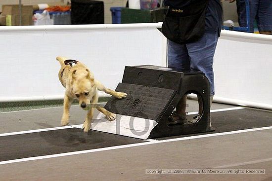 Dawg Derby Flyball Tournement<br />July 11, 2009<br />Classic Center<br />Athens, Ga