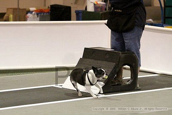 Dawg Derby Flyball Tournement<br />July 11, 2009<br />Classic Center<br />Athens, Ga