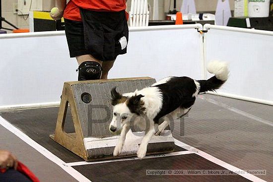 Dawg Derby Flyball Tournement<br />July 11, 2009<br />Classic Center<br />Athens, Ga