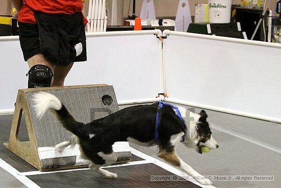 Dawg Derby Flyball Tournement<br />July 11, 2009<br />Classic Center<br />Athens, Ga