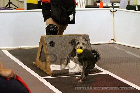 Dawg Derby Flyball Tournement<br />July 11, 2009<br />Classic Center<br />Athens, Ga