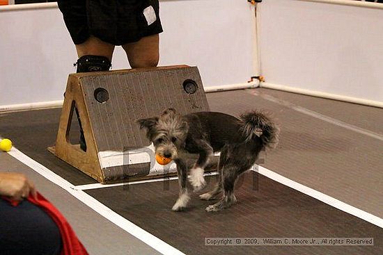 Dawg Derby Flyball Tournement<br />July 11, 2009<br />Classic Center<br />Athens, Ga