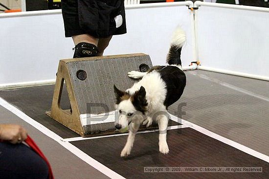 Dawg Derby Flyball Tournement<br />July 11, 2009<br />Classic Center<br />Athens, Ga