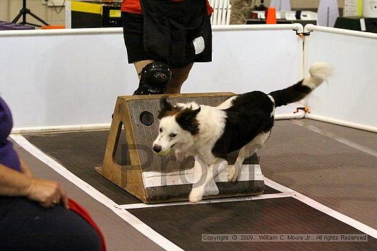 Dawg Derby Flyball Tournement<br />July 11, 2009<br />Classic Center<br />Athens, Ga