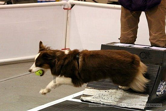 Dawg Derby Flyball Tournement<br />July 11, 2009<br />Classic Center<br />Athens, Ga