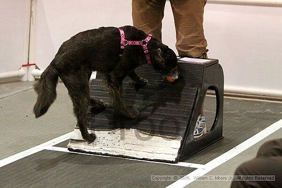 Dawg Derby Flyball Tournement<br />July 11, 2009<br />Classic Center<br />Athens, Ga