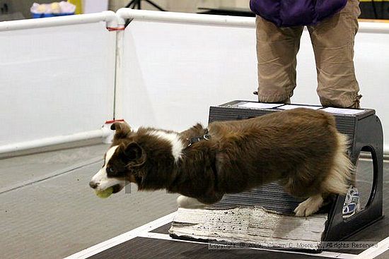 Dawg Derby Flyball Tournement<br />July 11, 2009<br />Classic Center<br />Athens, Ga