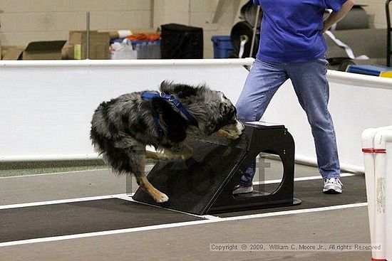 Dawg Derby Flyball Tournement<br />July 11, 2009<br />Classic Center<br />Athens, Ga