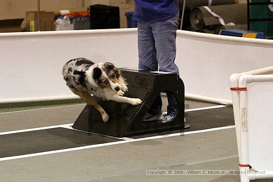 Dawg Derby Flyball Tournement<br />July 11, 2009<br />Classic Center<br />Athens, Ga