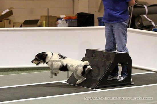 Dawg Derby Flyball Tournement<br />July 11, 2009<br />Classic Center<br />Athens, Ga