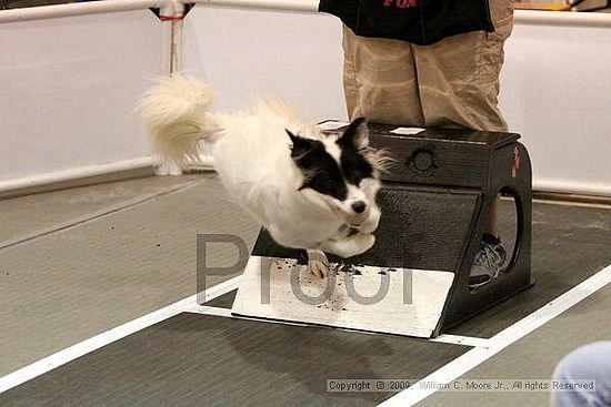 Dawg Derby Flyball Tournement<br />July 11, 2009<br />Classic Center<br />Athens, Ga