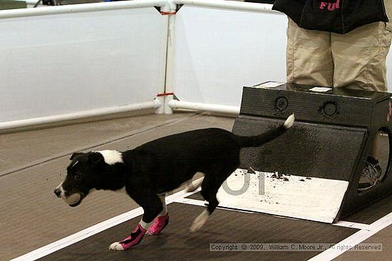 Dawg Derby Flyball Tournement<br />July 11, 2009<br />Classic Center<br />Athens, Ga