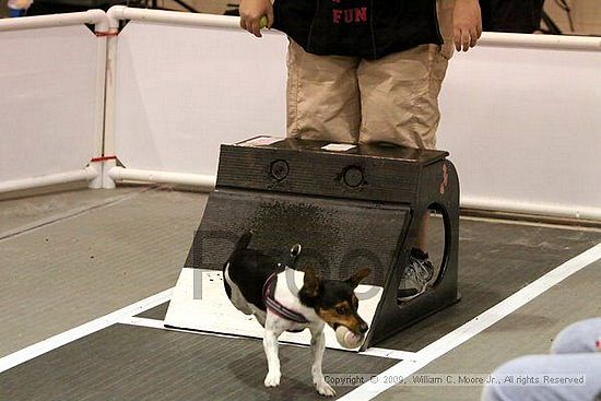 Dawg Derby Flyball Tournement<br />July 11, 2009<br />Classic Center<br />Athens, Ga