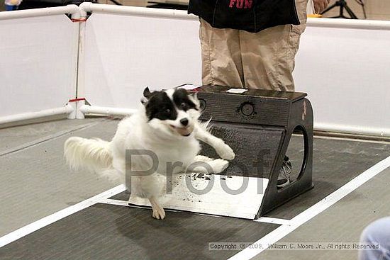 Dawg Derby Flyball Tournement<br />July 11, 2009<br />Classic Center<br />Athens, Ga