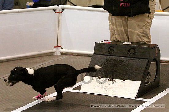 Dawg Derby Flyball Tournement<br />July 11, 2009<br />Classic Center<br />Athens, Ga