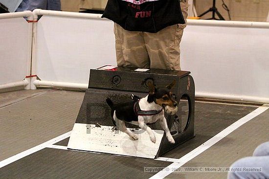 Dawg Derby Flyball Tournement<br />July 11, 2009<br />Classic Center<br />Athens, Ga