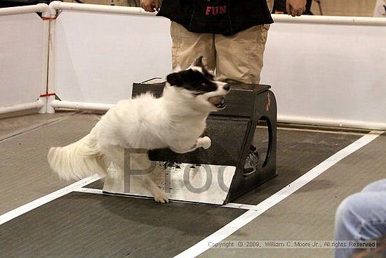 Dawg Derby Flyball Tournement<br />July 11, 2009<br />Classic Center<br />Athens, Ga