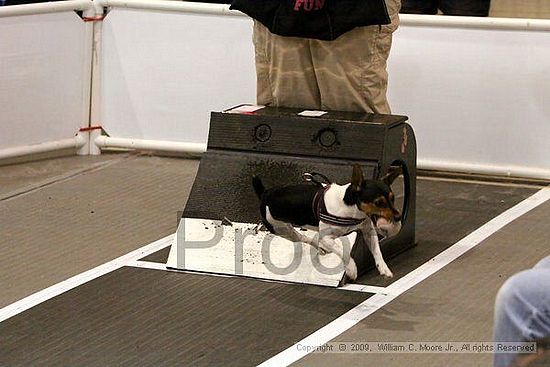 Dawg Derby Flyball Tournement<br />July 11, 2009<br />Classic Center<br />Athens, Ga